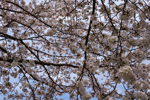 桜も満開となりアネモネも終わりの季節に