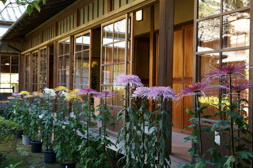 旧徳川家住宅松戸戸定邸で開催の菊花展へ行く（一番の見頃）| 其の1